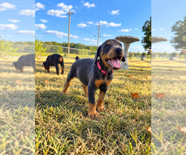 Medium Photo #6 Doberman Pinscher Puppy For Sale in TAHLEQUAH, OK, USA