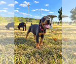 Small #5 Doberman Pinscher