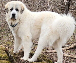 Father of the Great Pyrenees puppies born on 05/18/2025