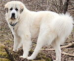 Small Photo #1 Great Pyrenees Puppy For Sale in SCIO, OH, USA