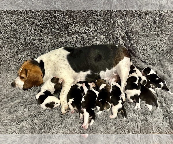 View Ad Beagle Litter of Puppies for Sale near Florida, HUDSON, USA