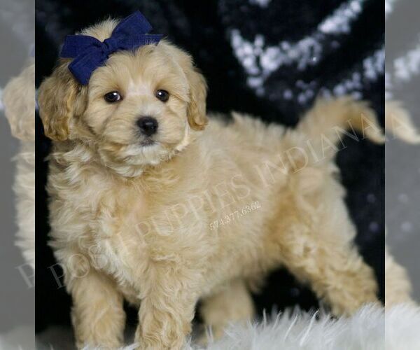 Medium Photo #5 Maltipoo Puppy For Sale in WARSAW, IN, USA