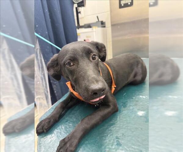 Medium Photo #1 Labrador Retriever-Unknown Mix Puppy For Sale in Mobile, AL, USA