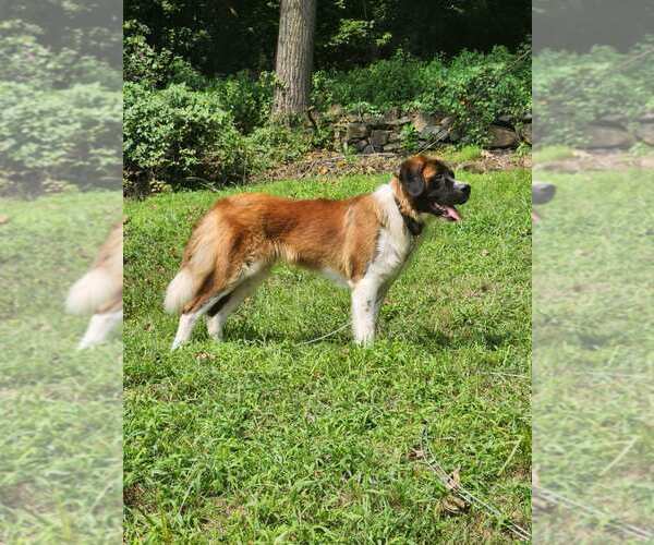 Medium Photo #2 Saint Bernard Puppy For Sale in Hewitt, NJ, USA