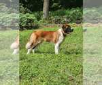 Small #1 Saint Bernard
