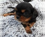 Small Photo #6 Cavalier King Charles Spaniel Puppy For Sale in CARLISLE, KY, USA