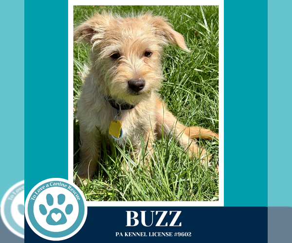 Medium Photo #3 Mutt Puppy For Sale in Kimberton, PA, USA