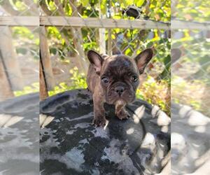 French Bulldog Puppy for sale in PERRIS, CA, USA