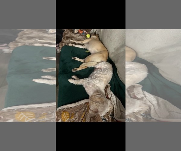 Medium Photo #3 Chihuahua-Unknown Mix Puppy For Sale in La Verne, CA, USA