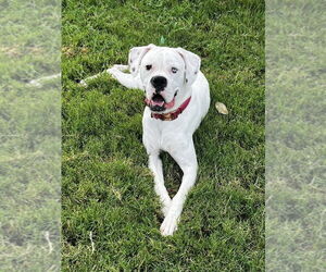 Boxer Dogs for adoption in Austin, TX, USA