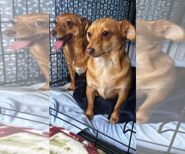 Medium Photo #3 Chihuahua-Unknown Mix Puppy For Sale in Texarkana, TX, USA