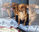 Small #2 Chihuahua Mix