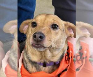 Jack-A-Bee Dogs for adoption in Rootstown, OH, USA