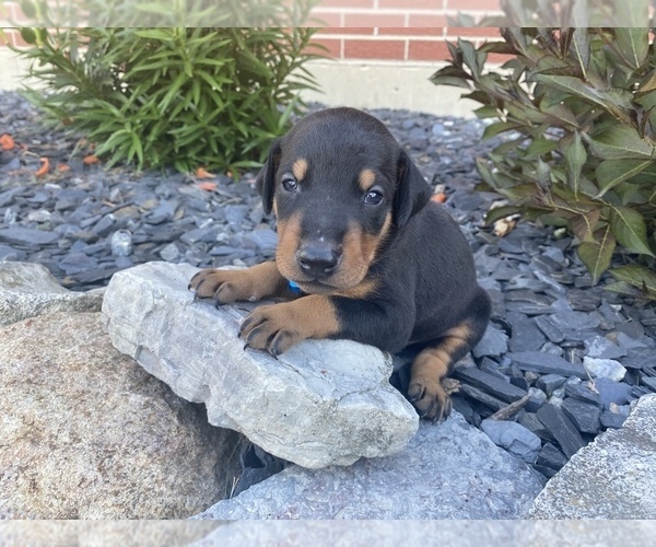 PuppyFinder.com - View Ad: Photo #1 of Listing Doberman Pinscher Puppy ...