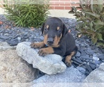 Small Photo #1 Doberman Pinscher Puppy For Sale in JACKSON CENTER, OH, USA