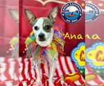 Small #2 Rat Terrier Mix
