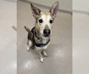 Damian - Male Mutt Dog for Adoption - Photo #4