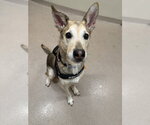 Small #3 Mutt