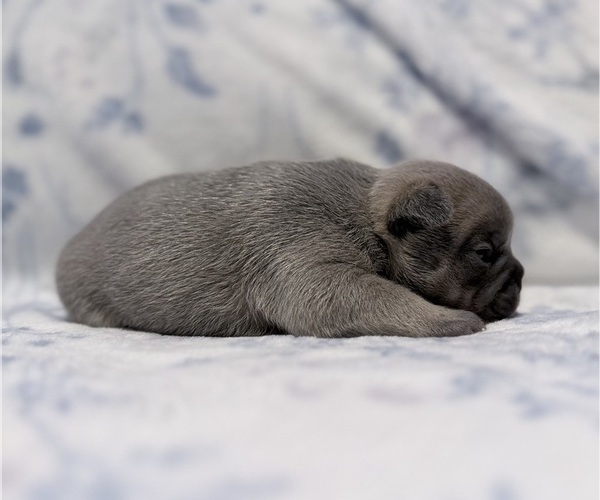 Medium Photo #4 French Bulldog Puppy For Sale in SACRAMENTO, CA, USA