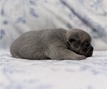 Small #3 French Bulldog