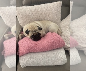 Mother of the Pug puppies born on 09/07/2025