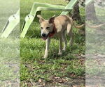 Small #3 Mutt