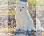 Small Photo #4 Siberian Husky Puppy For Sale in ANACONDA, MT, USA