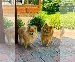 Davis - Male Pomeranian Dog for Adoption - Photo #3