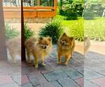 Small #2 Pomeranian