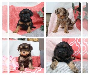 Cavapoo Puppy for Sale in THORP, Wisconsin USA