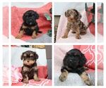 Small Cavapoo