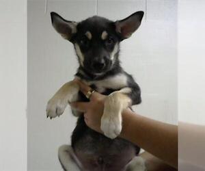 German Shepherd Dog-Unknown Mix Dogs for adoption in Pasadena, TX, USA