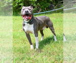 Small #7 American Pit Bull Terrier