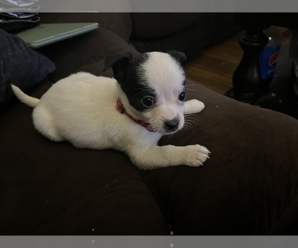 Medium Photo #2 Chihuahua-Schipperke Mix Puppy For Sale in BUFFALO, NY, USA
