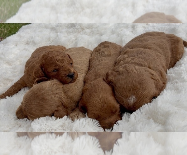 Medium Photo #4 Goldendoodle (Miniature) Puppy For Sale in RANDOLPH, WI, USA