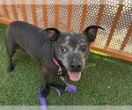 Small #1 American Pit Bull Terrier-Chihuahua Mix