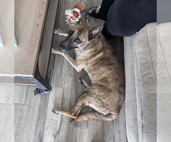 Medium Photo #5 Holland Shepherd-Unknown Mix Puppy For Sale in Chandler, AZ, USA