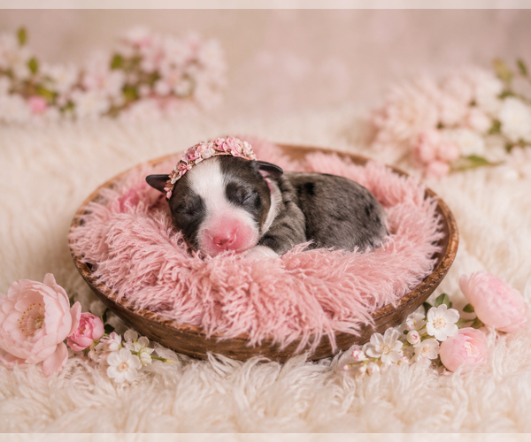 Medium Photo #1 Aussalier Puppy For Sale in DECATUR, IL, USA