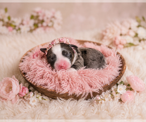 Aussalier Puppy for sale in DECATUR, IL, USA