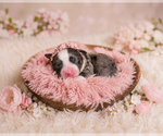 Image preview for Ad Listing. Nickname: Eclair