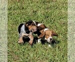Small Photo #4 Bagle Hound Puppy For Sale in BUSHNELL, FL, USA