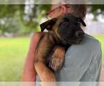 Small #2 Mutt