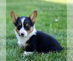 Image preview for Ad Listing. Nickname: Sara