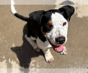 Beagle-Unknown Mix Dogs for adoption in Tulsa, OK, USA