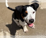 Small Beagle Mix
