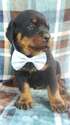 Small Photo #1 Rottweiler Puppy For Sale in LANCASTER, PA, USA