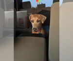 Small #10 Black Mouth Cur-Weimaraner Mix