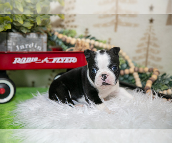 Medium Photo #2 Boston Terrier Puppy For Sale in FRESNO, OH, USA