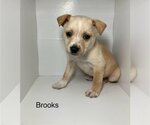 Small Photo #5 Labrador Retriever-Unknown Mix Puppy For Sale in Brooksville, FL, USA