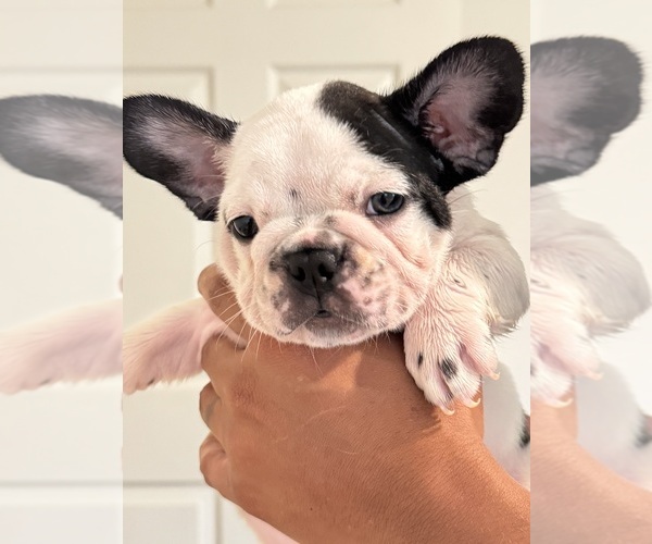 Medium Photo #1 French Bulldog Puppy For Sale in PALM BAY, FL, USA